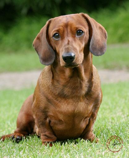 Dachshund 9Y151D-281.JPG